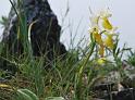 orchis provincialis